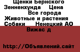 Щенки Бернского Зенненхунда  › Цена ­ 40 000 - Все города Животные и растения » Собаки   . Ненецкий АО,Вижас д.